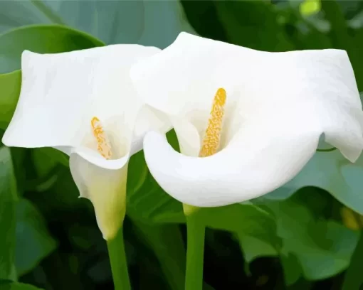 Calla Lilies Diamond Painting