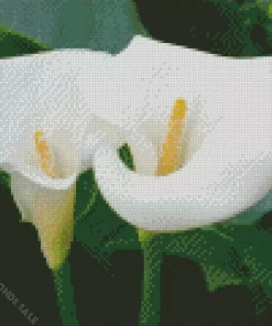 Calla Lilies Diamond Painting