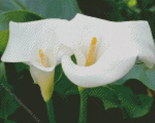 Calla Lilies Diamond Painting