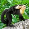 Capuchin Monkey Diamond Painting