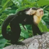 Capuchin Monkey Diamond Painting