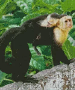 Capuchin Monkey Diamond Painting