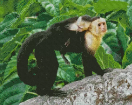 Capuchin Monkey Diamond Painting