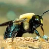 Carpenter Bee Diamond Painting