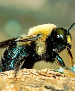 Carpenter Bee Diamond Painting