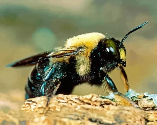 Carpenter Bee Diamond Painting