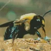 Carpenter Bee Diamond Painting