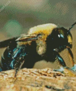 Carpenter Bee Diamond Painting