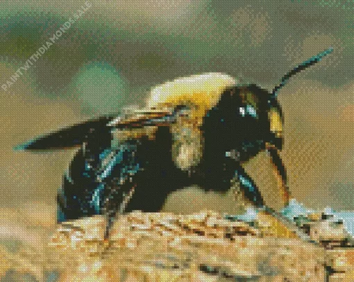 Carpenter Bee Diamond Painting