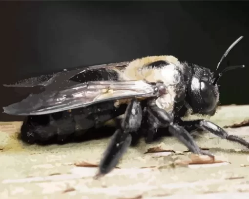 Carpenter Bee Insect Diamond Painting