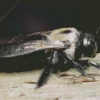 Carpenter Bee Insect Diamond Painting