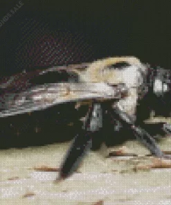 Carpenter Bee Insect Diamond Painting