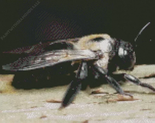 Carpenter Bee Insect Diamond Painting