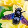 Carpenter Bees Diamond Painting