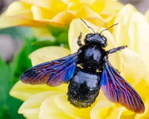 Carpenter Bees Diamond Painting