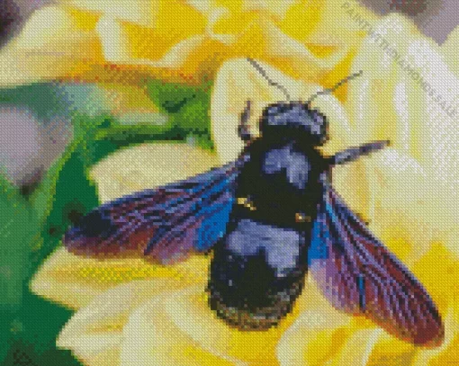 Carpenter Bees Diamond Painting