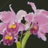 Cattleya Orchids Diamond Painting