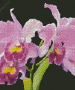 Cattleya Orchids Diamond Painting