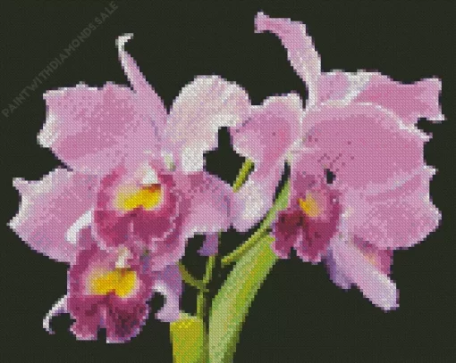 Cattleya Orchids Diamond Painting