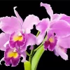 Cattleya Orchids Diamond Painting