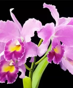 Cattleya Orchids Diamond Painting