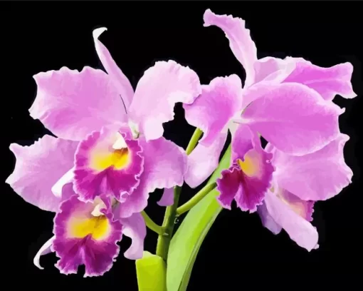 Cattleya Orchids Diamond Painting