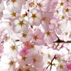 Cherry Blossoms Close Up Diamond Painting