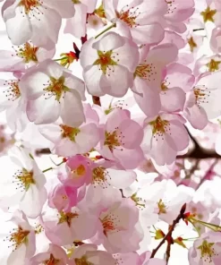 Cherry Blossoms Close Up Diamond Painting