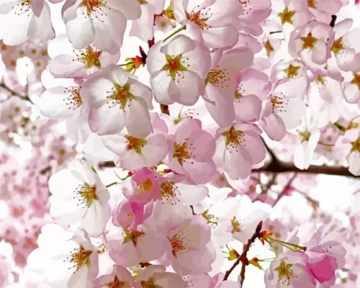 Cherry Blossoms Close Up Diamond Painting