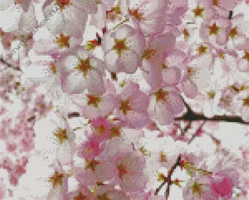 Cherry Blossoms Close Up Diamond Painting