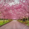 Cherry Blossoms Season Diamond Painting