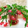 Christmas Cactus Diamond Painting