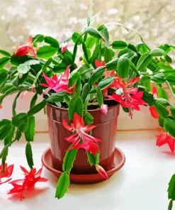 Christmas Cactus Diamond Painting