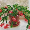 Christmas Cactus Diamond Painting