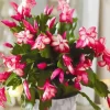 Christmas Cactus Plant Diamond Painting