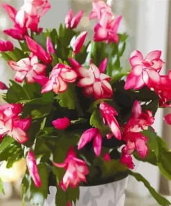 Christmas Cactus Plant Diamond Painting