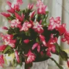 Christmas Cactus Plant Diamond Painting