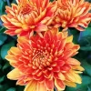 Chrysanthemum Flowers Diamond Painting