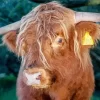 Close Up Highland Cow Diamond Painting