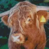 Close Up Highland Cow Diamond Painting