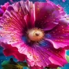 Close Up Pink Hollyhock Diamond Painting