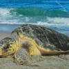 Close Up Sea Turtle Diamond Painting