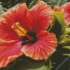 Close Up Hollyhock Diamond Painting