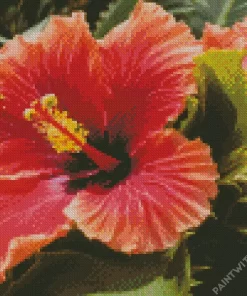 Close Up Hollyhock Diamond Painting