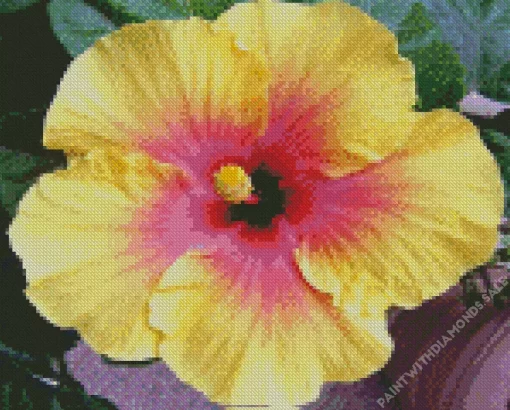 Clown Hibiscus Flower Diamond Painting