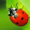 Coccinella Diamond Painting