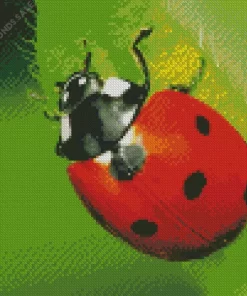 Coccinella Diamond Painting