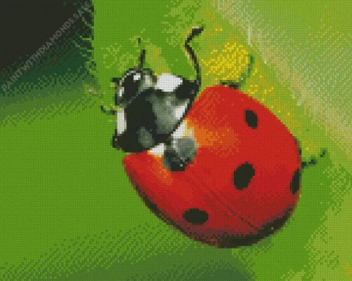 Coccinella Diamond Painting