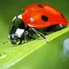 Coccinella Ladybug Diamond Painting