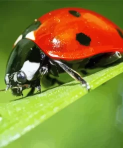 Coccinella Ladybug Diamond Painting